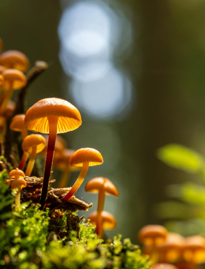 constellation mapping icon